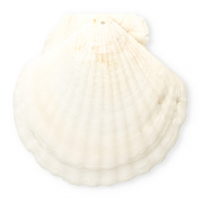 Schelp hanger special scallop White