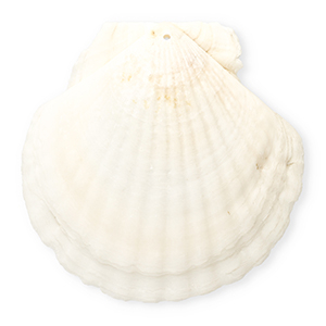 Schelp hanger special scallop White