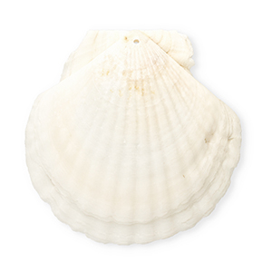 Schelp hanger special scallop White